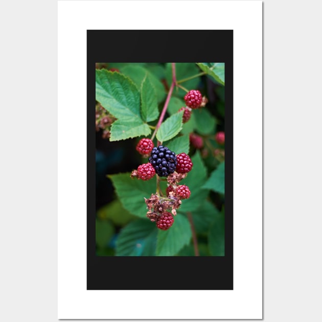 Blackberry Wall Art by mbangert